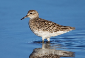 Элсэг (Сүүл элсэг)